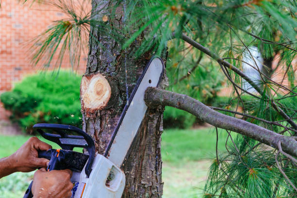 Best Emergency Tree Removal  in Norton Shores, MI